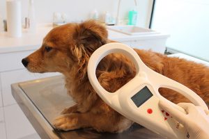 Microchipping Your Pet