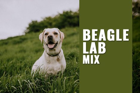 Beagle Lab Mix