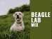 Beagle Lab Mix