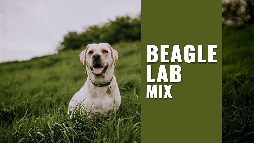 Beagle Lab Mix