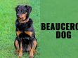 Beauceron Dog