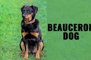 Beauceron Dog