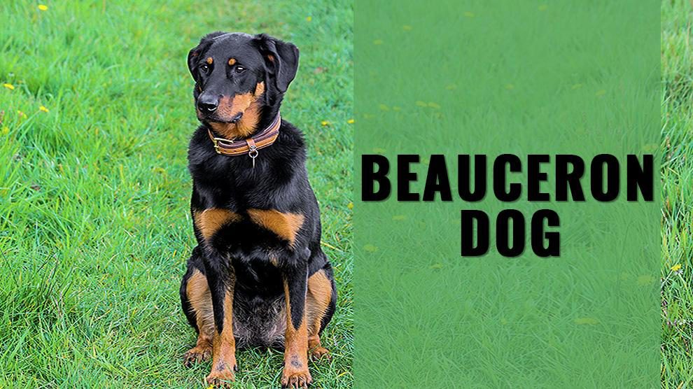 Beauceron Dog