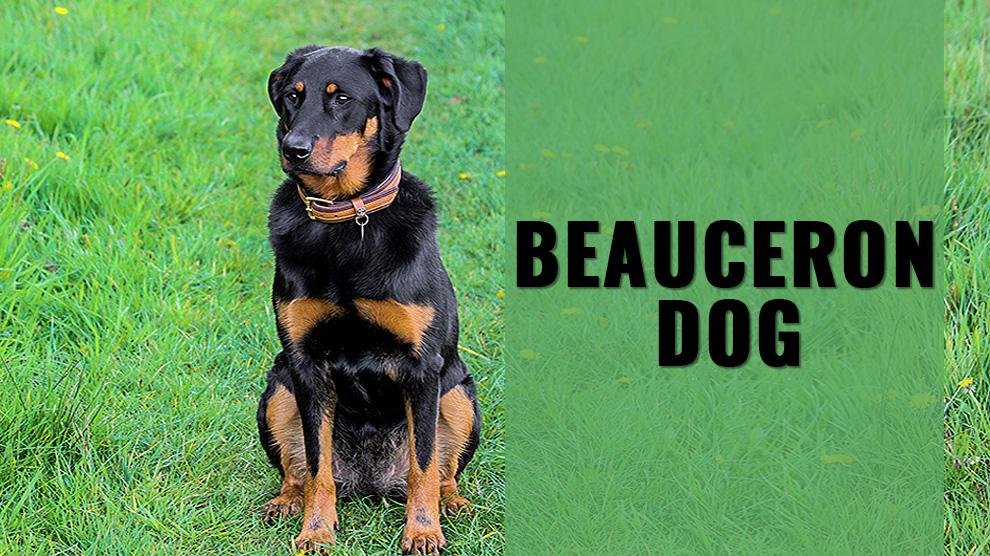 are beauceron the most intelligent dogs