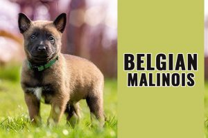 Belgian Malinois