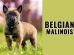 Belgian Malinois