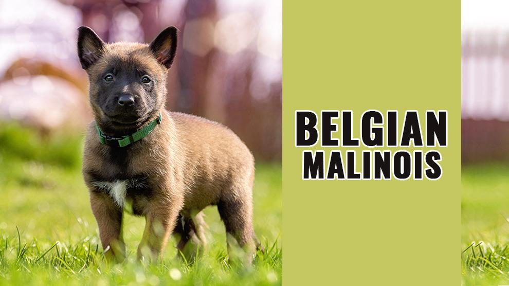 Belgian Malinois