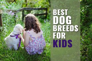 Best Dog Breeds For kids