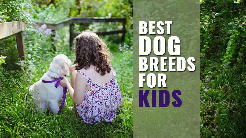 Best Dog Breeds For kids