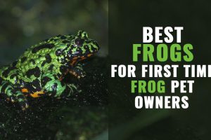 Pet Frogs