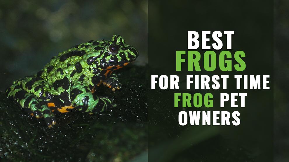Best Pet Frogs For First Time Frog Pet Owners Petmoo
