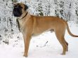 Bullmastiff