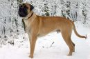 Bullmastiff