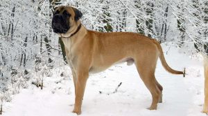 Bullmastiff