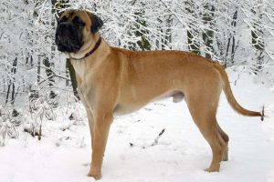 Bullmastiff