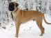 Bullmastiff