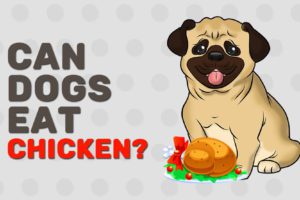 Can Dogs Eat Chicken?