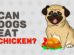Can Dogs Eat Chicken?