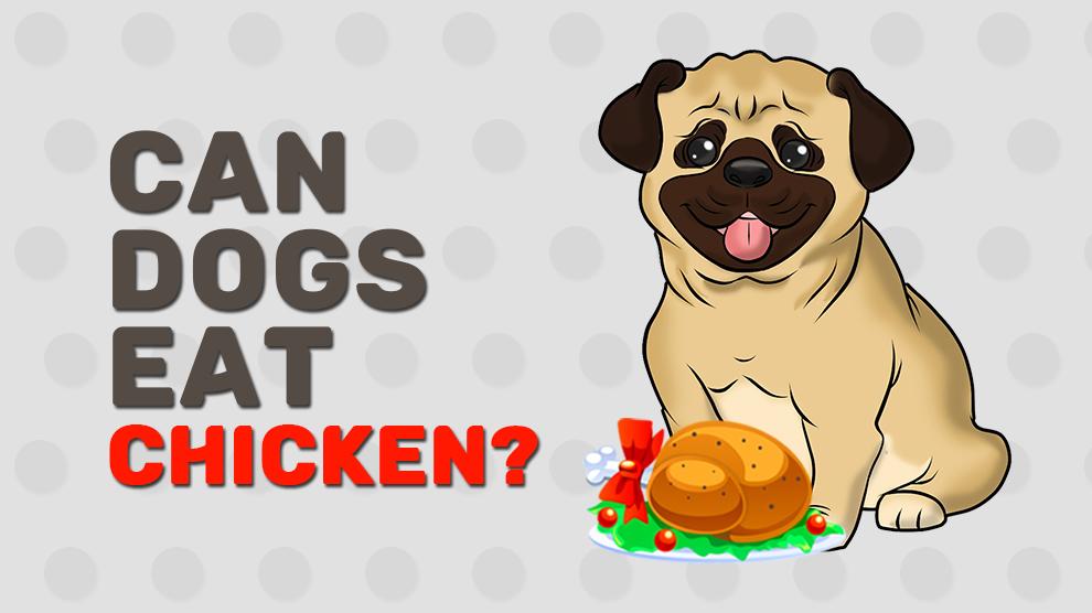 Can Dogs Eat Chicken?