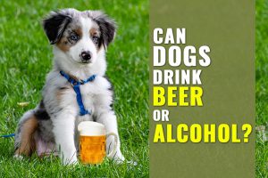Can Dogs Drink Beer Or Alcohol?