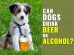 Can Dogs Drink Beer Or Alcohol?