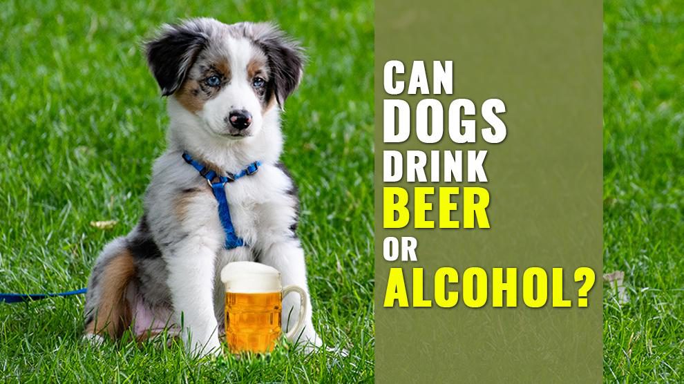 Can Dogs Drink Beer Or Alcohol?