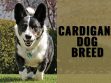 Cardigans Dog