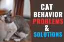 Cat Behavior Problems & Solutions