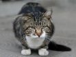 Cat with short legs
