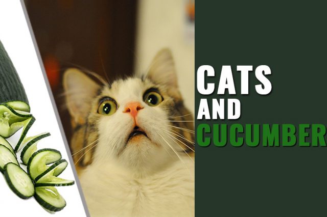Cats And Cucumbers