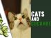 Cats And Cucumbers