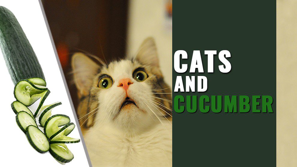 Cats And Cucumbers