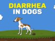 Diarrhea In Dogs
