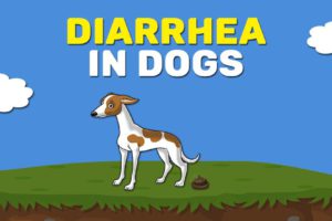 Diarrhea In Dogs