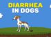 Diarrhea In Dogs