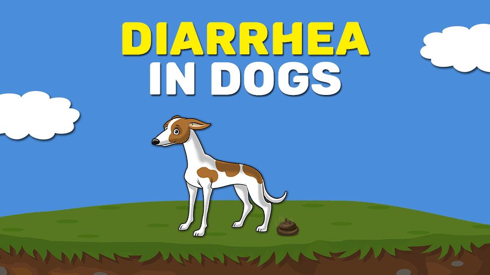 Diarrhea In Dogs