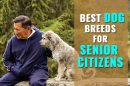 Dog Breeds for Older Adults