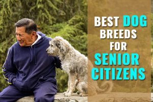 Dog Breeds for Older Adults