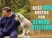Dog Breeds for Older Adults