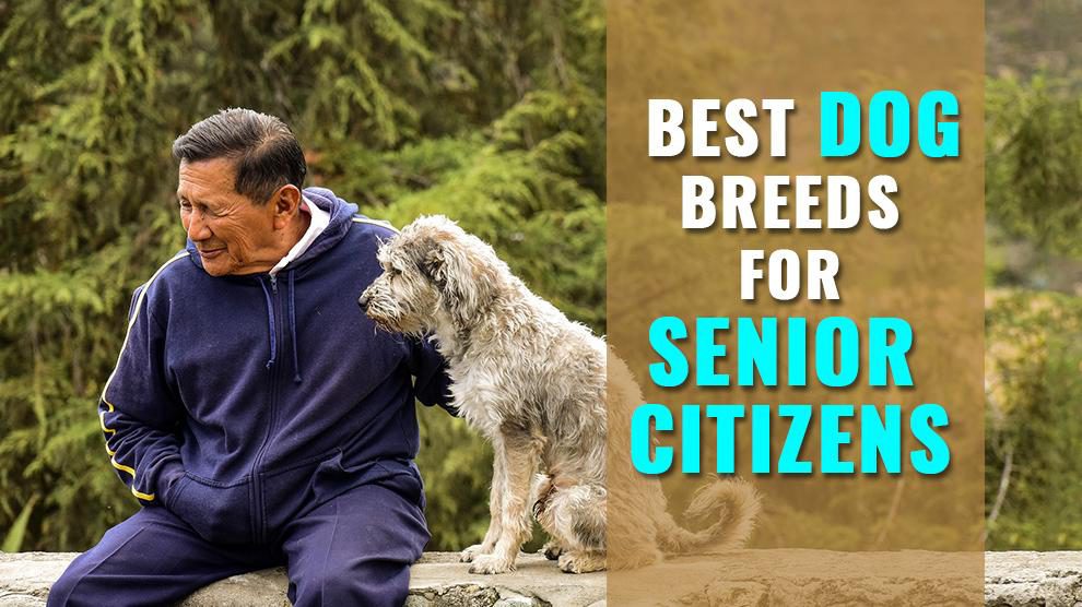 Dog Breeds for Older Adults