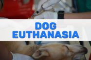 Dog Euthanasia