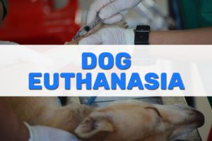 Dog Euthanasia