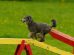 Dog Exercises