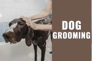 Dog Grooming