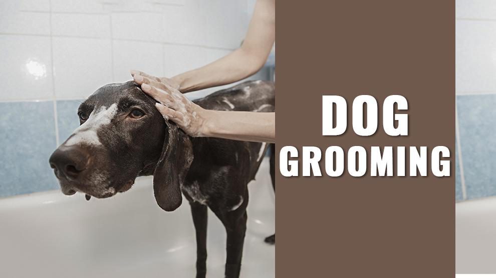 Dog Grooming