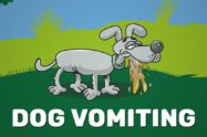 Dog Vomiting
