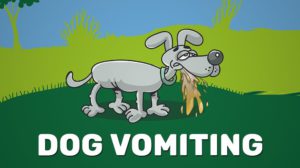 Dog Vomiting