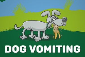 Dog Vomiting