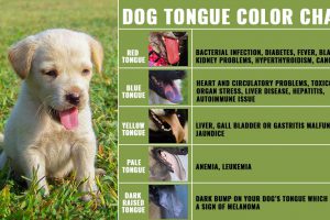 Dog Tongue