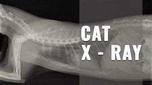 Cat X Ray